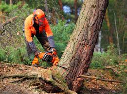 How Our Tree Care Process Works  in  Provo, UT